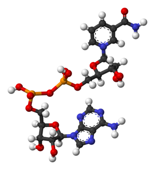 Illustration for article titled One pill a day could cure Type II Diabetes